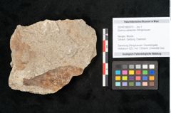 Foto (Objekt + Etikett) von Quercus palaeoilex Ettingshausen (NHMW-GEO-2024-0188-6379)